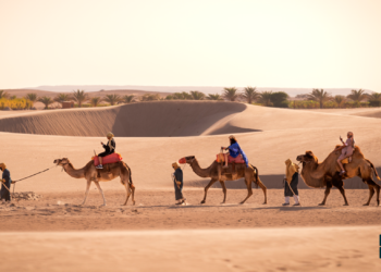 Dromedarius 1000x525 Mercado Negro