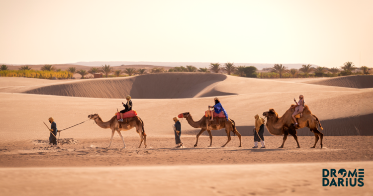 ¿Camellos en Ica? La excepcional aventura que ofrece Dromedarius 1 Dromedarius 1000x525 Mercado Negro