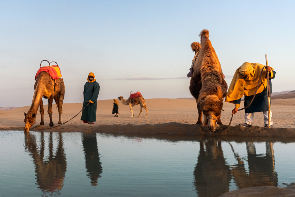 ¿Camellos en Ica? La excepcional aventura que ofrece Dromedarius 3 DromedariusCamellosyDromedarios