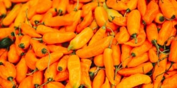 ají amarillo sabor año