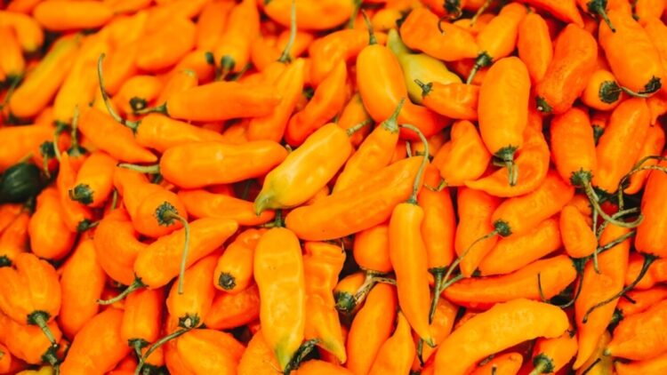 McCormick nombra al ají amarillo “el sabor del año” 2025 1 ají amarillo sabor año