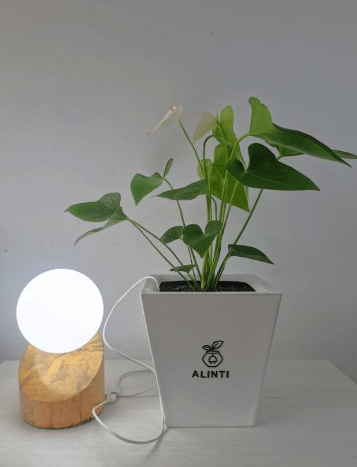 Alinti: el emprendimiento peruano que produce electricidad a través de la fotosíntesis de las plantas 1 alinti 1