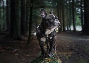 french bulldog 6038122 1280