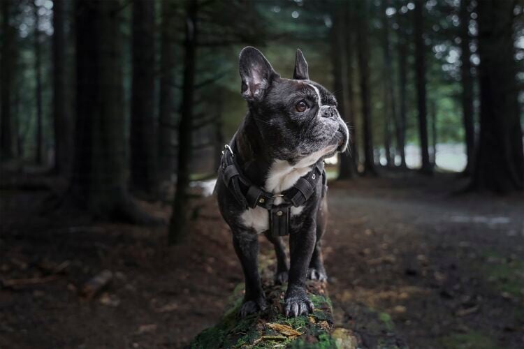 french bulldog 6038122 1280