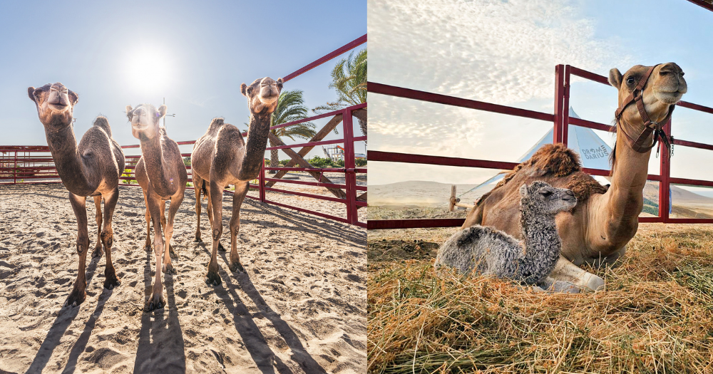 ¿Camellos en Ica? La excepcional aventura que ofrece Dromedarius 2 portal dromedarius cria