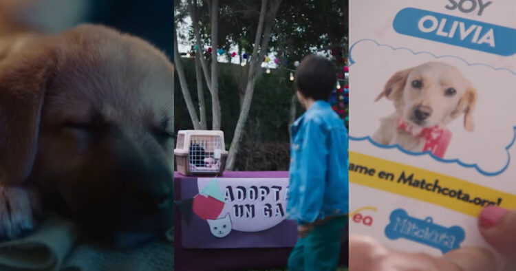 Día internacional de los animales callejeros: 3 campañas que impulsan la adopción responsable 1 PORTAL 34