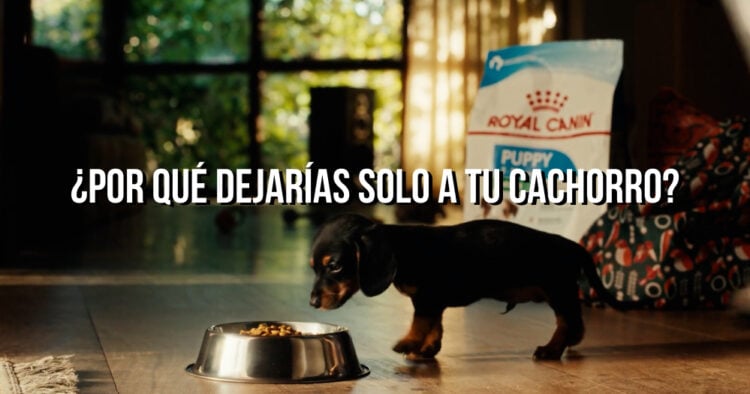 Royal Canin lanza la primera licencia por adopción de mascotas en Argentina 1 PORTAL 24 5