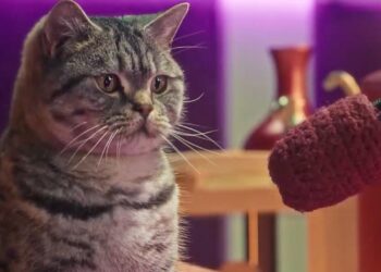 gato podcast whiskas