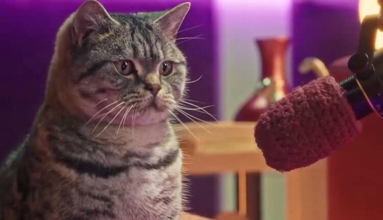 gato podcast whiskas