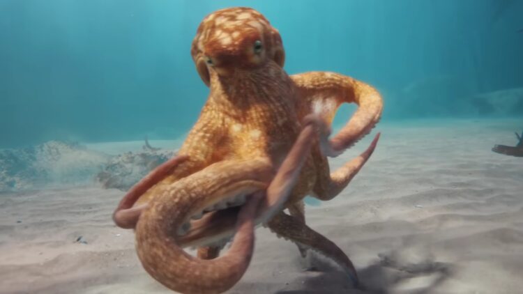 pulpo