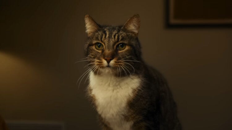 apple gato