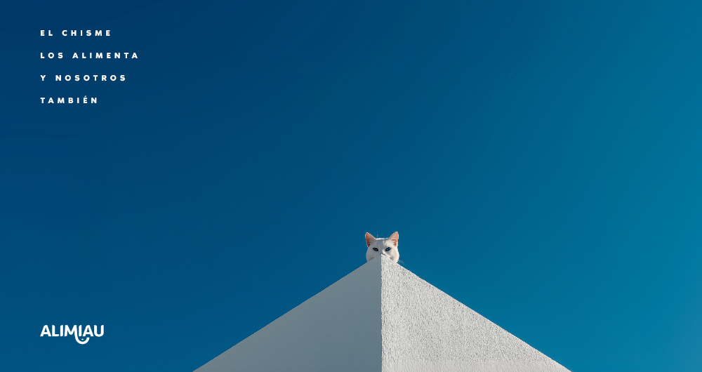 Alimiau transforma la curiosidad felina en una campaña inspirada en el chisme 3 Diseno 56
