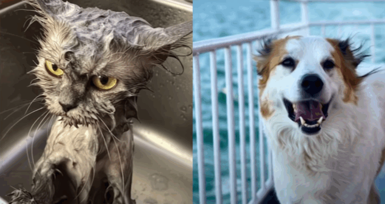 Humor y ternura protagonizan esta campaña por el Día Mundial de los Animales 1 Diseno 69
