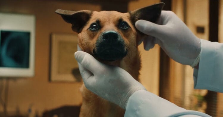 Top 5 campañas protagonizadas por perros del 2025 1 PORTAL 2025 12 22T160833.042