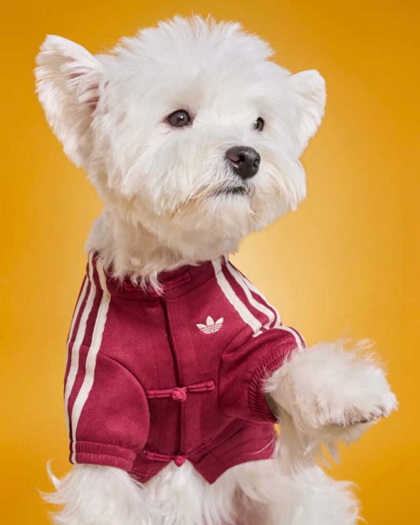 Three stripes four legs. The @adidas Chinese Style Track Top went viral sold out and took ov 2