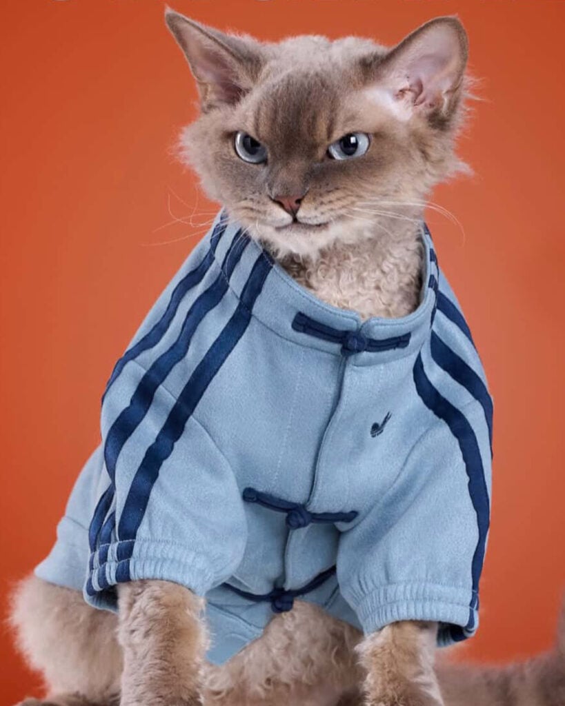 Three stripes four legs. The @adidas Chinese Style Track Top went viral sold out and took ov 3