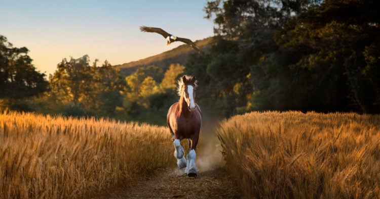 Budweiser festeja 150 años en publicidad del Super Bowl con himno de Lynyrd Skynyrd 1 PORTAL.jpg 12