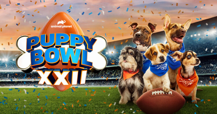 Puppy Bowl, el evento paralelo al Super Bowl que logró 15,3 millones de espectadores en 2026 1 portal.jpg 67