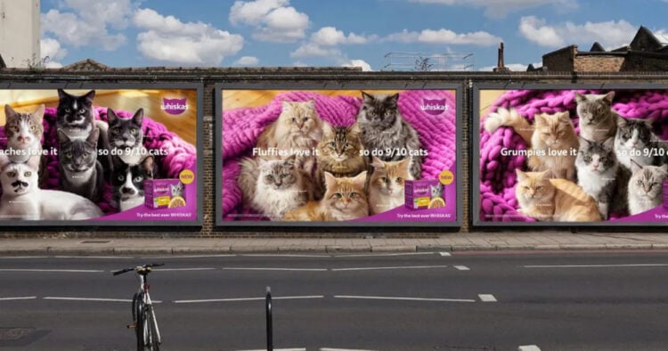 “Trust The Purr”: la nueva campaña global de WHISKAS 1 PORTAL.jpg 50