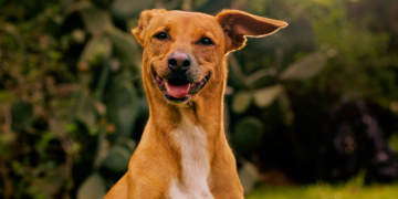 Pedigree lanza plataforma con IA para conectar personas con perros en adopción