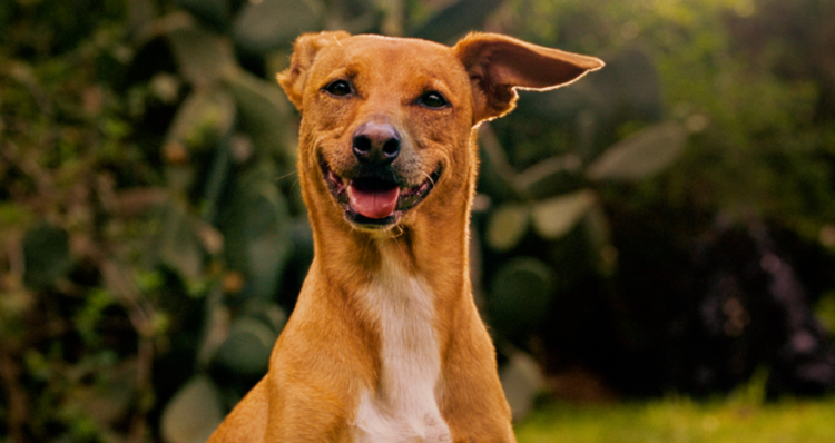 Pedigree lanza plataforma con IA para conectar personas con perros en adopción 1 Pedigree lanza plataforma con IA para conectar personas con perros en adopción