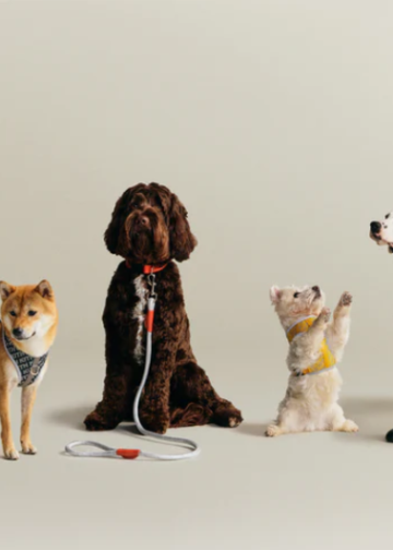 Kith y wagwear lanzan colección de accesorios y ropa para perros