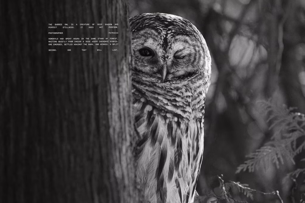 Jeep demuestra la tecnología silenciosa de su Cherokee Hybrid con fotografías de vida silvestre 3 LY6XE5KNKZBX5KN3ETGHLUVFKA