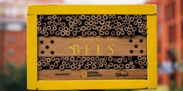 National Geographic promociona su documental sobre abejas con billboards que sirven de hogar para estos insectos 1 National Geographic