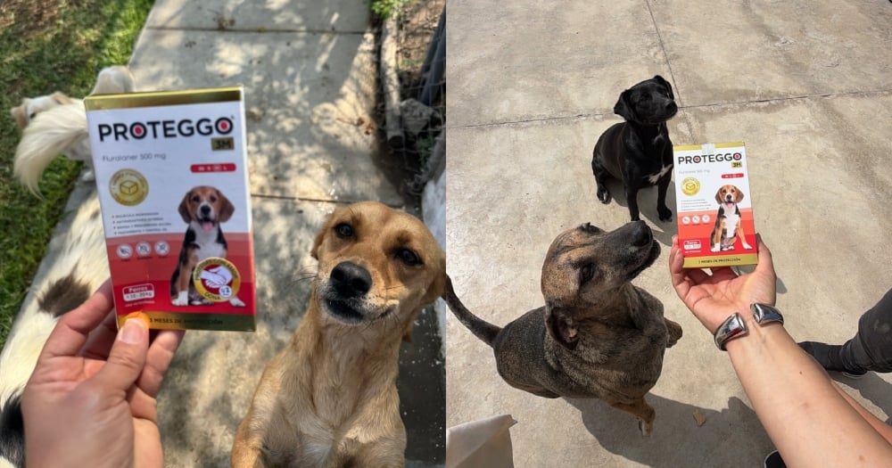 Cuando cuidar a tu mascota también ayuda a otras: Proteggo® impulsa campaña que donará hasta S/ 50,000 a Voz Animal 4 BeFunky collage 2026 06 15T110505.385