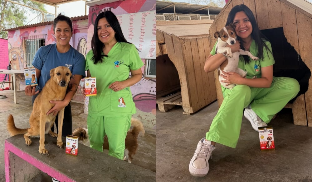 Cuando cuidar a tu mascota también ayuda a otras: Proteggo® impulsa campaña que donará hasta S/ 50,000 a Voz Animal 3 BeFunky collage 2026 06 15T110556.495