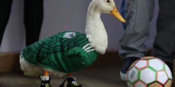 El Pato Merlín: la mascota no oficial de México que ahora busca su registro como marca 5 PORTADA MN 2026 06 23T135628.499