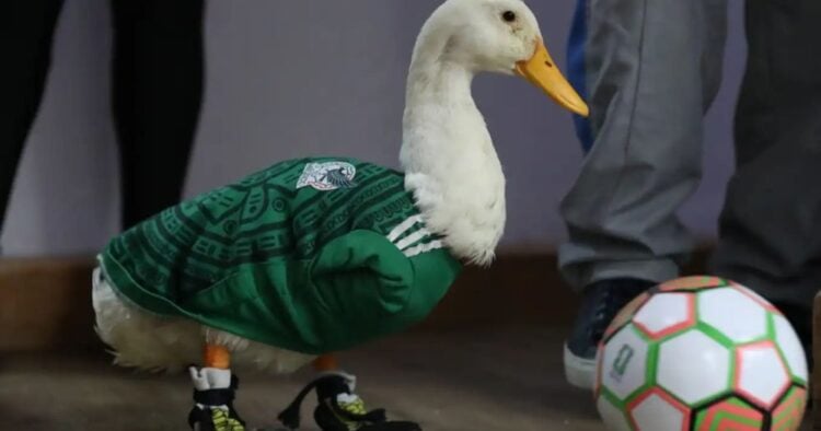 El Pato Merlín: la mascota no oficial de México que ahora busca su registro como marca 1 PORTADA MN 2026 06 23T135628.499