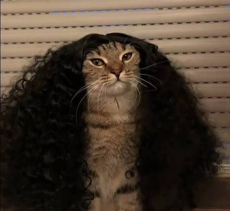 El "gato Cucurella" llega a Google: así luce el nuevo easter egg del buscador 3 image 139