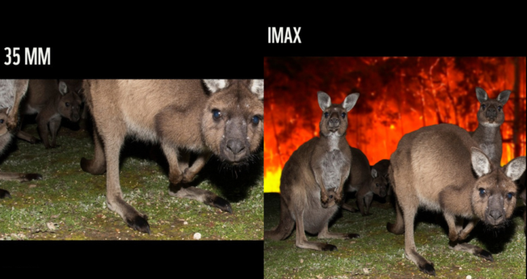 WWF convierte el trend de IMAX en una campaña contra los incendios forestales 1 WWF convierte el trend de IMAX en una campaña contra los incendios forestales
