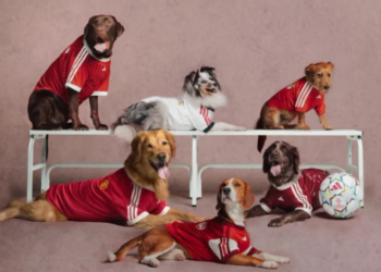 adidas lanza camisetas para perros inspiradas en Real Madrid, Liverpool y otros grandes clubes