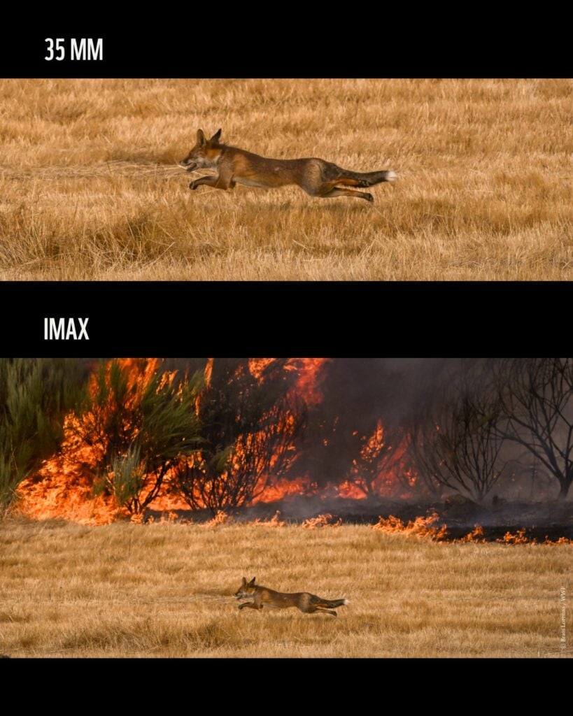 WWF convierte el trend de IMAX en una campaña contra los incendios forestales 5 SaveClip.App 776061437 18618344965043033 3576952466443580567 n