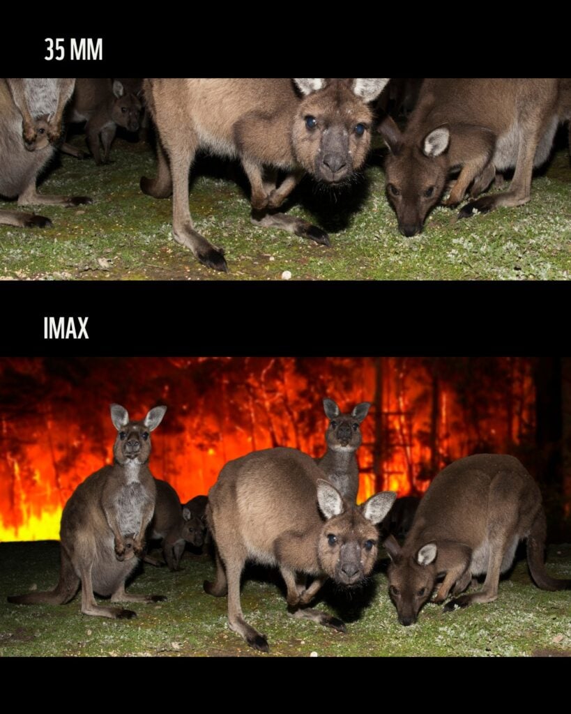 WWF convierte el trend de IMAX en una campaña contra los incendios forestales 7 SaveClip.App 776077290 18618345028043033 7863908793085930898 n
