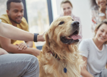 ¿Qué compran los peruanos para sus mascotas? Estas son las categorías que más buscan