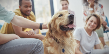 ¿Qué compran los peruanos para sus mascotas? Estas son las categorías que más buscan 2 ¿Qué compran los peruanos para sus mascotas? Estas son las categorías que más buscan