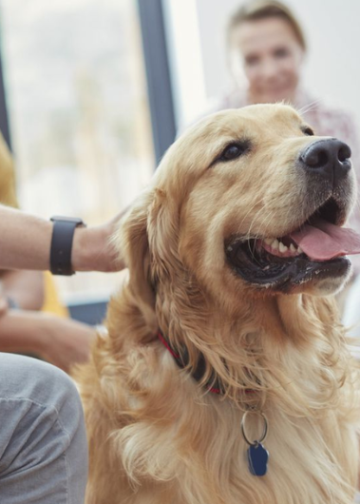 ¿Qué compran los peruanos para sus mascotas? Estas son las categorías que más buscan