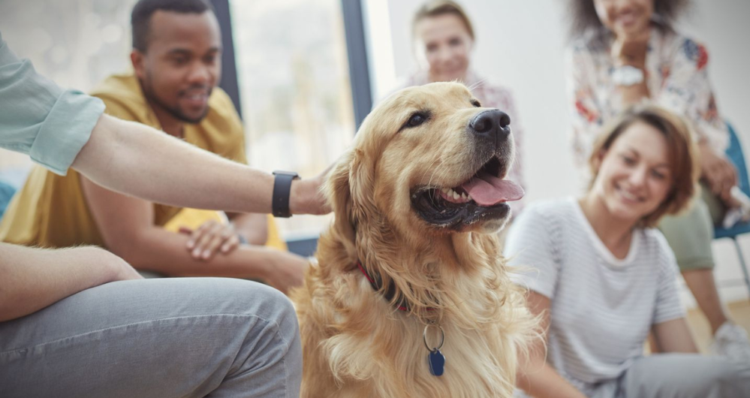 ¿Qué compran los peruanos para sus mascotas? Estas son las categorías que más buscan 1 ¿Qué compran los peruanos para sus mascotas? Estas son las categorías que más buscan