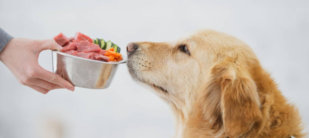 ¿Qué compran los peruanos para sus mascotas? Estas son las categorías que más buscan 2 image 158