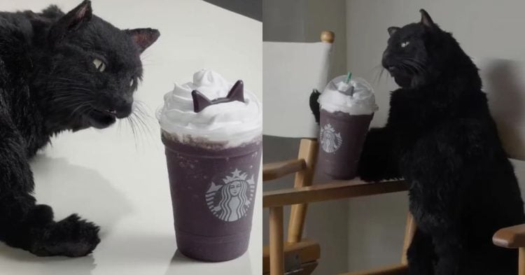 ¡Salem está de regreso! Icónico gato de Sabrina protagoniza campaña de Halloween de Starbucks 1 PORTADA MN 2026 10 23T165354.017